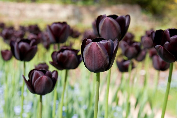 Og den sorte tulipan? Hvad er status?